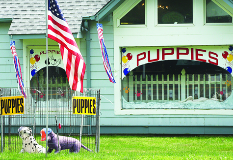 R062311_Puppies_BE_C.jpg