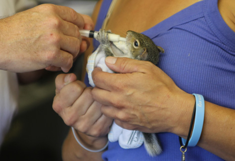 jg_2011_0902_squirrels_C