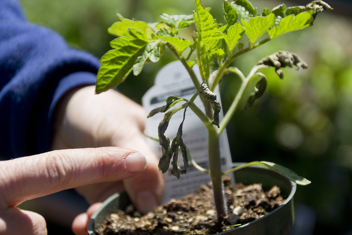 Eve Kaplan, owner of Garden of Eve in Riverhead point to cold damage on a small tomato plant. (Credit: Paul Squire)