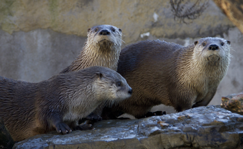 Otters