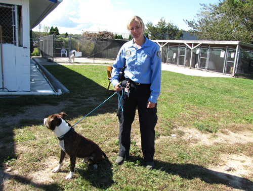 Riverhead, ACO, Animal Shelter, Mauled, pit bull