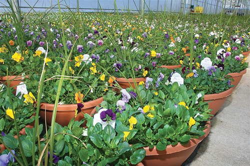 Potted ornamental plants in one of the greenhouses at Jamesport Greenhouses on Herricks Lane. (Credit: Barbaraellen Koch)