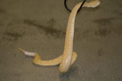 An albino