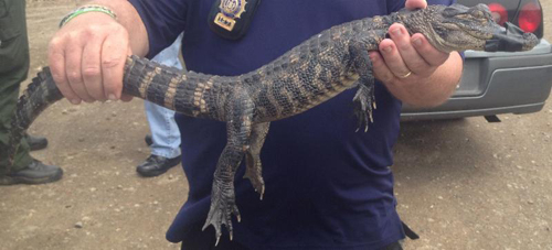 An American alligator.