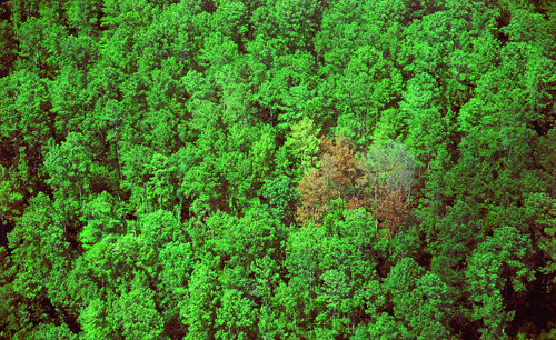 Southern Pine Beetles, which are devastating forests across the Northeast, have arrived on Long Island. (Credit: Courtesy photo)