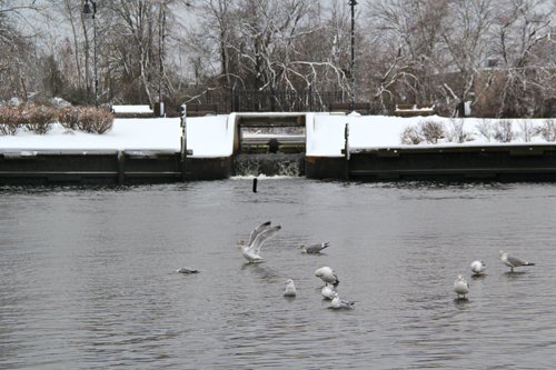 Milton Burns Park on the Peconic River. Carrie Miller Photo.