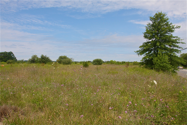 The land where the Calverton Manor project wanted to build just to the west of Manor Lane on Route 25 in Calverton. (Credit: Barbaraellen Koch photo)