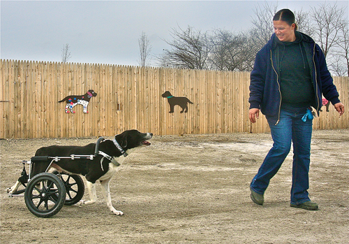 Chipper with kennel attendant Tammy Henderson on the shelter grounds March 7 before he was flown to his new home in Illinois. (Credit: Barbaraellen Koch photo)