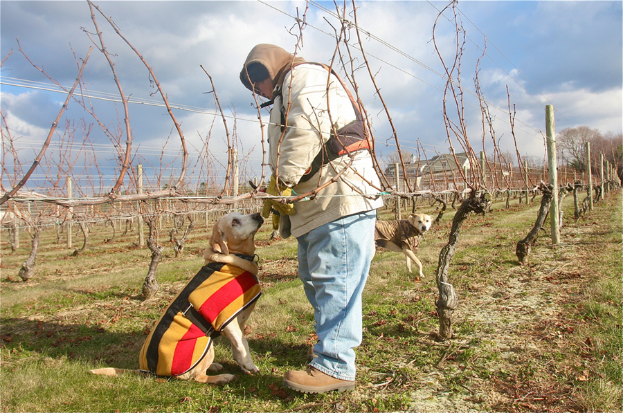Bedell Winery assistant vineyard manager Donna Rudolph with her dog Willow and vineyard manager's dog Jefferson among the vines in Wednesday's 20 degree weather- with the wind chill it felt like 3 degrees. (Credit: Barbaraellen Koch)
