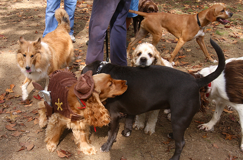 MTAS at Isaac Dog Park in Calverton Strut your Stuff, Denise Lucas, EPCAL, Isaac Dog Park