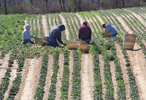 BARBARAELLEN KOCH FILE PHOTO | Farm workers harvesting spinach at Bayview Farm on the Main Road in Aquebogue in 2010. BARBARAELLEN KOCH FILE PHOTO | Farm workers harvesting spinach at Bayview Farm on the Main Road in Aquebogue in 2010.