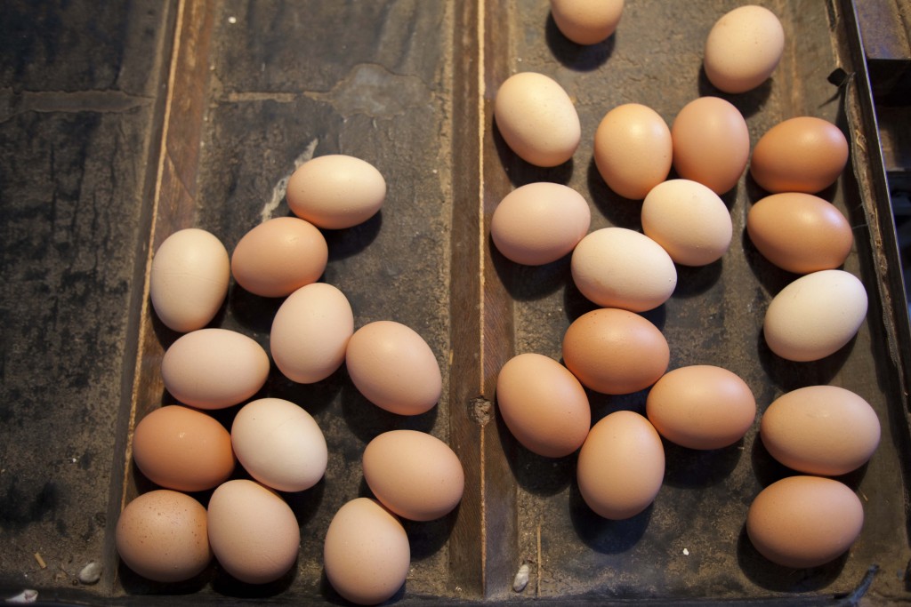 North Fork egg farms such as Ty Llwyd (above) have not noticed a substantial increase in demand even though conventional egg prices are rising due to bird flu. (Credit: Chris Lisinski)