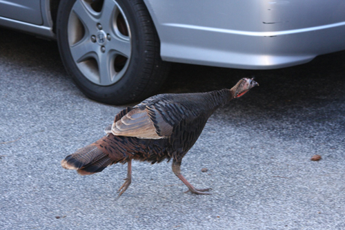 Wild Turkey, Long Island