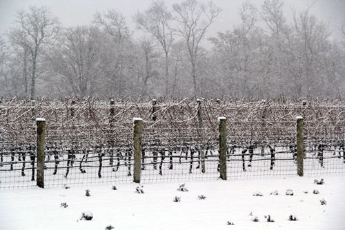 CARRIE MILLER PHOTO | Jason's Vineyard in Jamesport.
