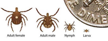 Lone star ticks-CenterforDiseaseControl