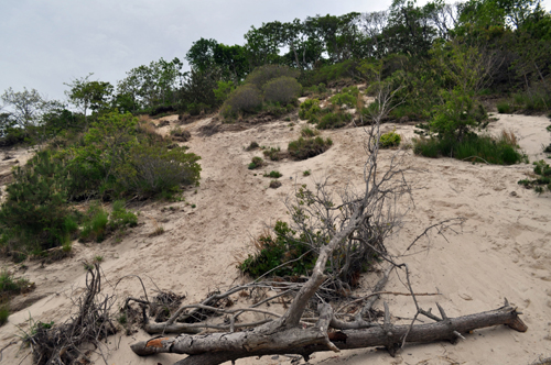The tree at the bottom of the bluff in Wading River, where Matthew Grimaldi fell Sunday evening. (Credit: Grant Parpan)