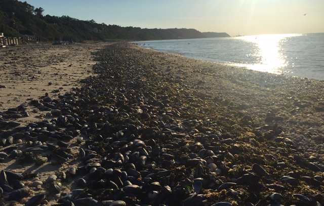 While the photo at the top shows the view east toward Iron Pier Beach, this shows just how many mussels had washed ashore to the west heading toward United Riverhead Terminal. (Credit: Grant Parpan)