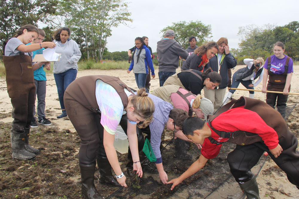 Riverhead High School students count the different types of species caught in their seine. (Credit: Carrie Miller)