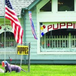 R062311_Puppies_BE_C.jpg