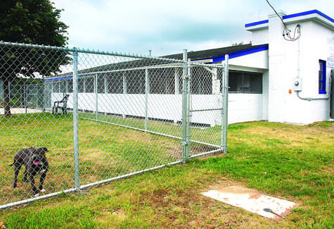 Riverhead animal shelter