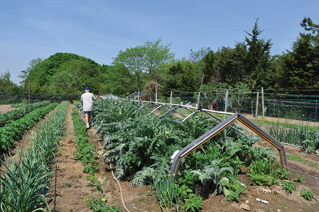 TR0630_RE_garden2_ry_C.jpg