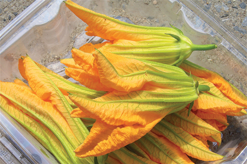 Zucchini flowers for sale at Wells Homestead farmstand in Aquebogue. (Credit: Barbaraellen Koch)