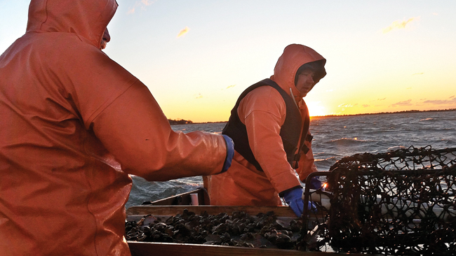 Gary Joyce of Aquebogue (left) and Ed Densieski of Riverhead sort through a catch. They said they often throw away more empty scallop shells than healthy keepers. (Credit: Carrie Miller)