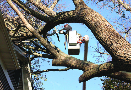 Stay safe with trees after Sandy Sandy, chainsaws, safety