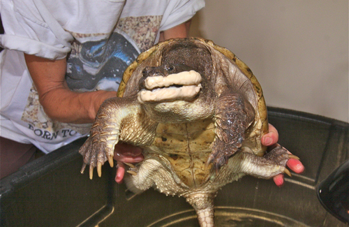 Turtle_column