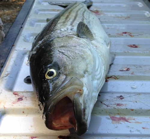 Striped bass on Long Island