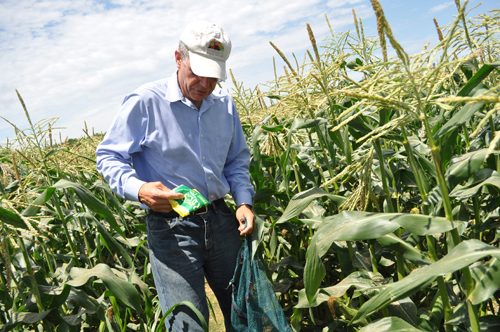 RACHEL YOUNG PHOTO | Ed Harbes picks super sweet corn Wednesday afternoon at Harbes Family Farm in Mattituck.