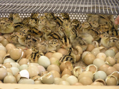 DEC COURTESY PHOTO | DEC is looking for people to care for day-old pheasant chicks.