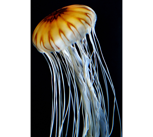 If you get stung by a jellyfish, choose your remedy wisely. (Credit: NVTOfficeClips)