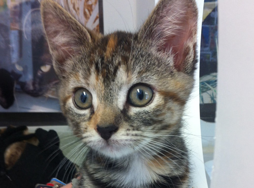 kitty