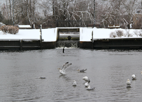 A fish monitoring training session will be held at Grangebel Park at 12:30 p.m. (Credit: Carrie Miller)
