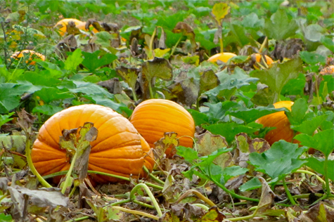 pumpkin-web