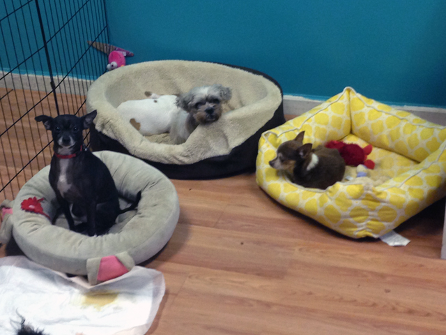 Photos of dogs inside the Calverton shelter that were provided to the News-Review by a Precious Pups lawyer last year. (Courtesy: Precious Pups)