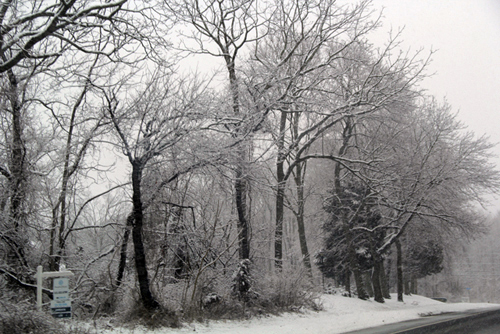 trees