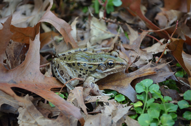 Have you seen this frog?