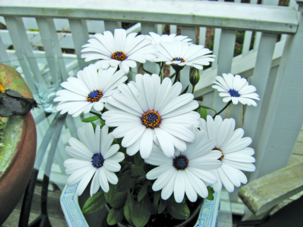 Gardening with Galligan: More lovely spring days Gardening with Galligan: More lovely spring days