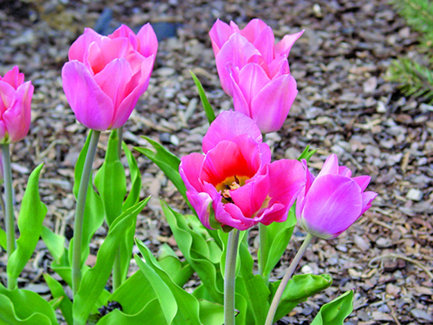 Gardening with Galligan: Tulips, the lipstick of the garden Gardening with Galligan: Tulips, the lipstick of the garden
