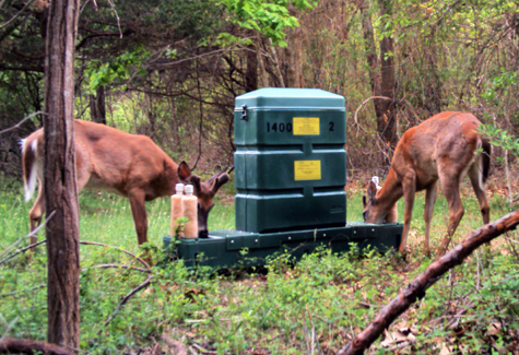 BucksFeeding