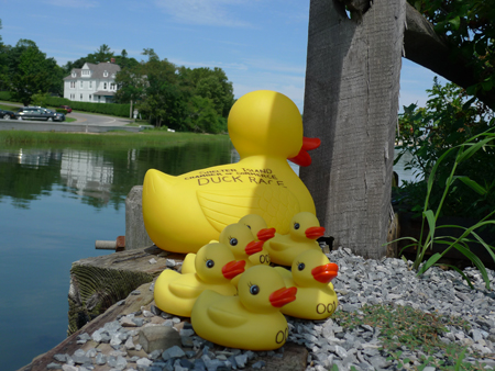 DUCKS CM 437
