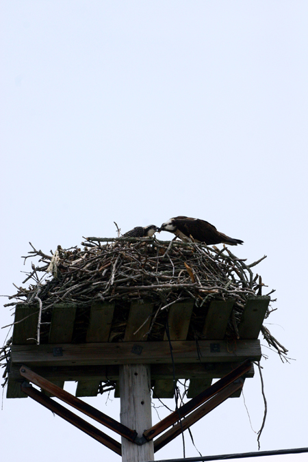 OSPREY