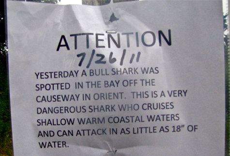 shark sighting Orient