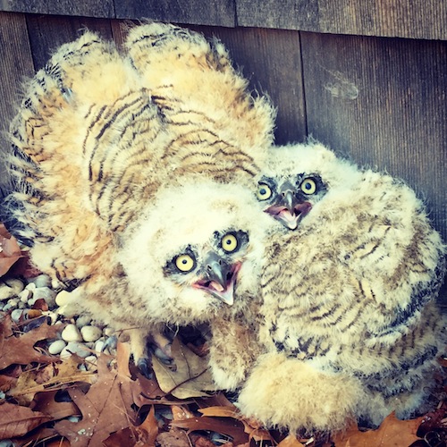 Baby owls were recused Monday at same home another owl was saved last week. (Credit: Joseph DiVello)