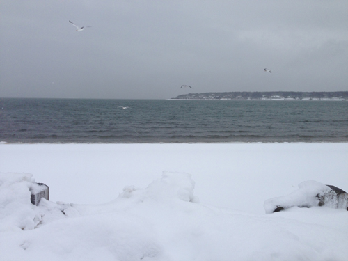 Gull Pond in Greenport. Cyndi Murray photo.