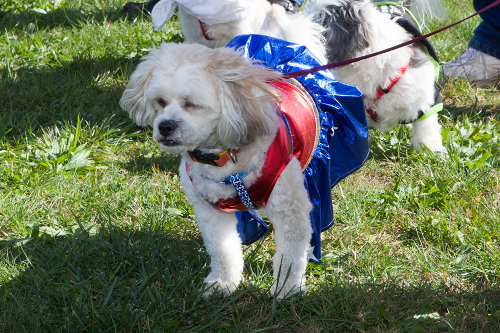 Howl-o-Tail_ss08