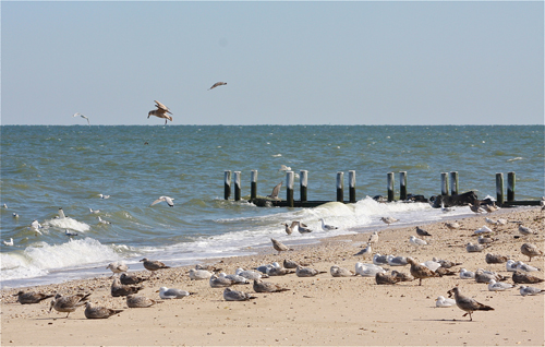 This weather is for these birds in Jamesport. (Credit: Barbaraellen Koch)