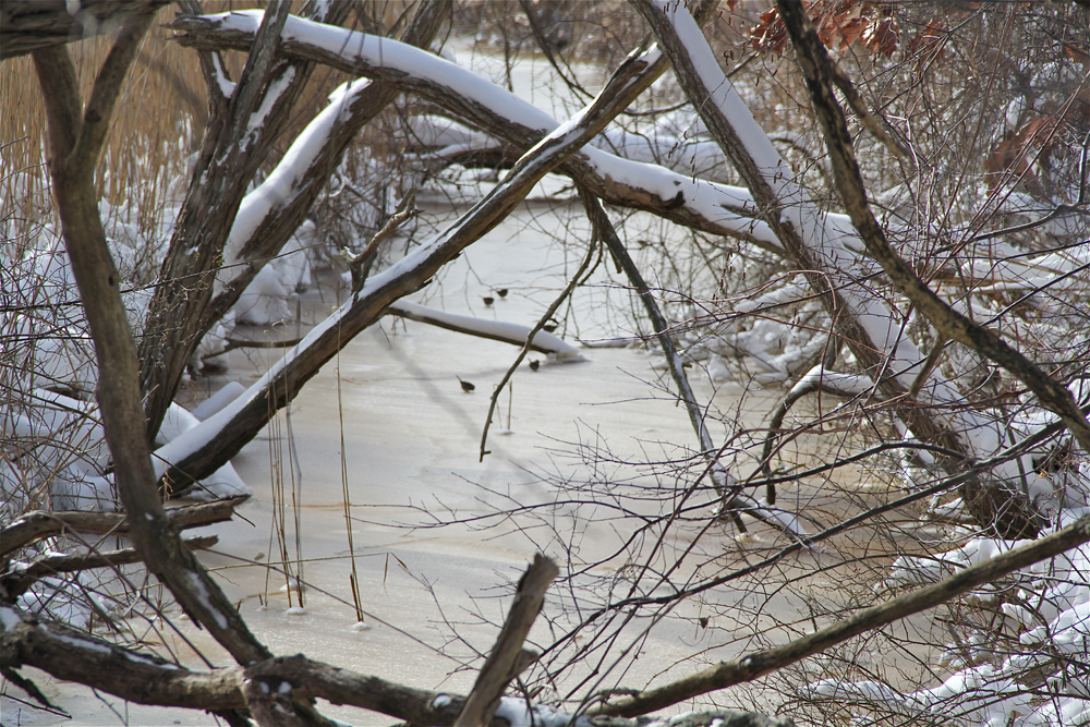 Birds playing on the ice in a Orient tributary of Main Road.
